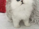 Longhair Güzel Bebe