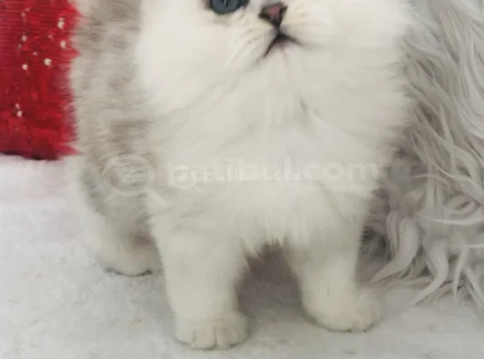 Longhair Güzel Bebe görsel