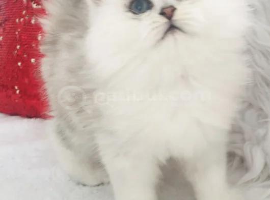 Longhair Güzel Bebe görsel