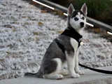 Türki̇yede Böyle Yavru Yok Müthi̇ş Husky Bebekler