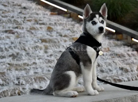 Türki̇yede Böyle Yavru Yok Müthi̇ş Husky Bebekler görsel