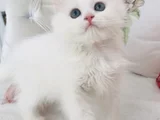 Longhair Güzel Bebe