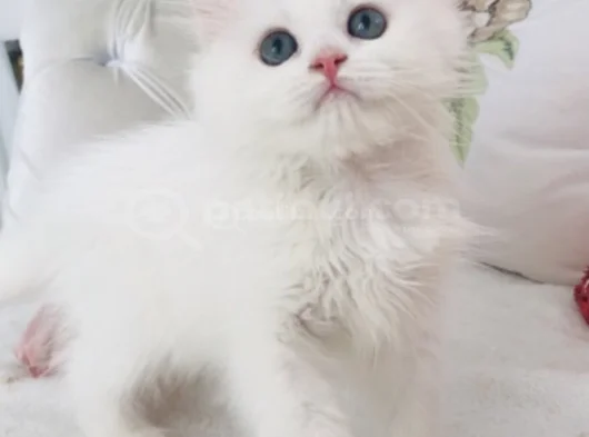 Longhair Güzel Bebe görsel