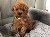 Kg Garanti̇li̇ Erkek Di̇şi̇ Toy Poodle Bebekler