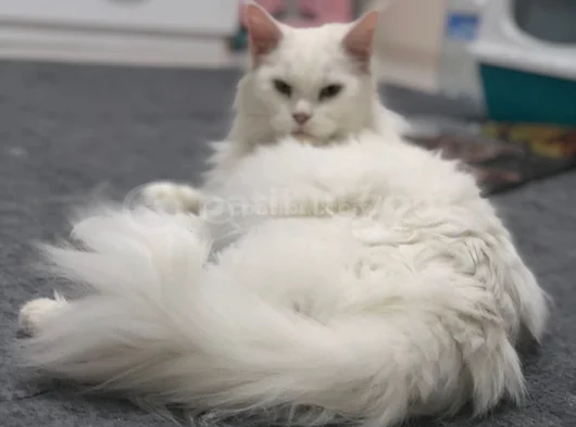 2 Yaşında Dişi Mainecoon görsel