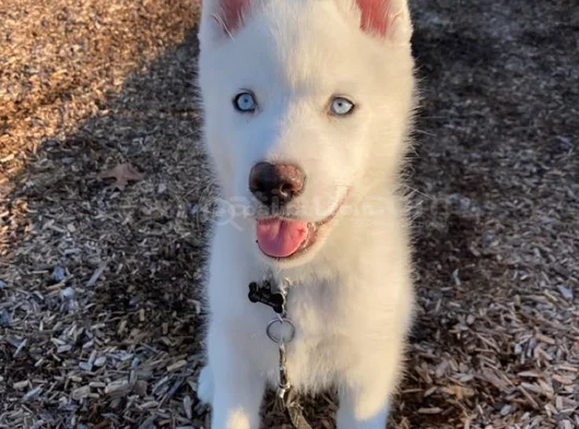 Bembeyaz Dünya Güzeli̇ Si̇bi̇rya Kurdu Husky Yavrum görsel