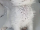 Longhair Güzel Bebe
