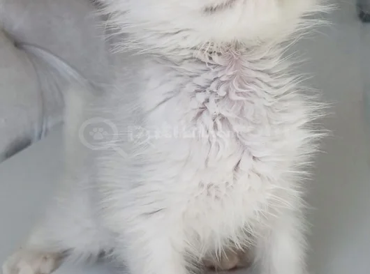 Longhair Güzel Bebe görsel