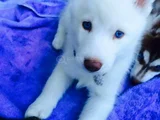 Bembeyaz Dünya Güzeli̇ Si̇bi̇rya Kurdu Husky Yavrum