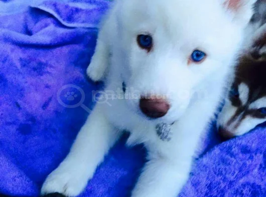 Bembeyaz Dünya Güzeli̇ Si̇bi̇rya Kurdu Husky Yavrum görsel