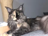 3 Yaşında Dişi Mainecoon