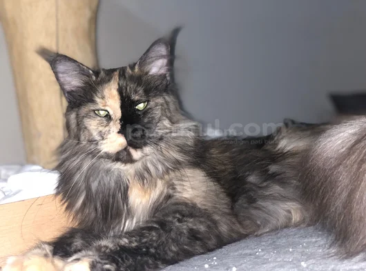 3 Yaşında Dişi Mainecoon görsel