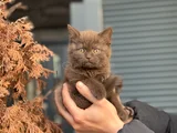 Özel renk cinnamon ve bicolor yavrular