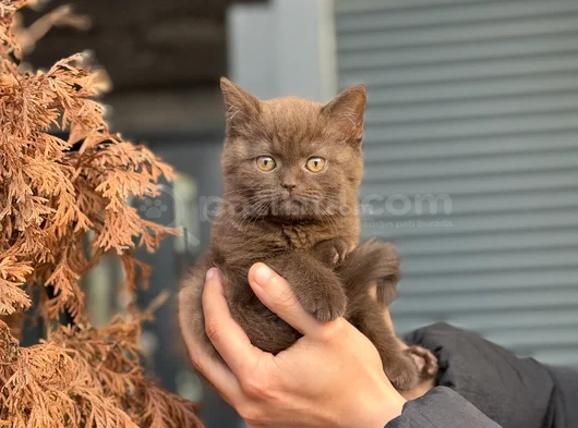 Özel Renk Cinnamon Ve Bicolor Yavrular