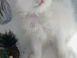 Longhair Güzel bebe