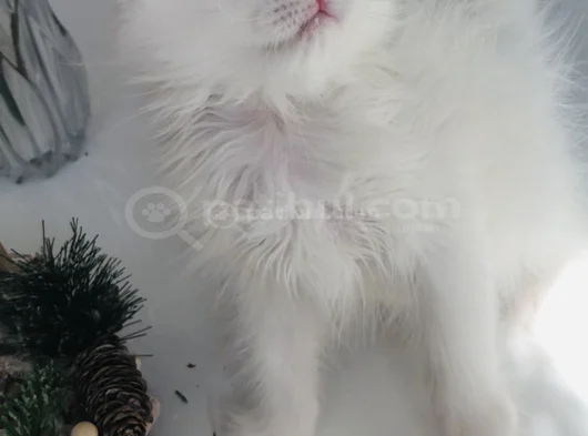 Longhair Güzel Bebe