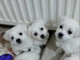 A kalite Maltese terrier yavrularımız