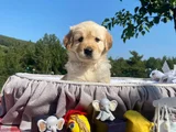 Baby Face Safkan Golden Retriever Yavrularımız