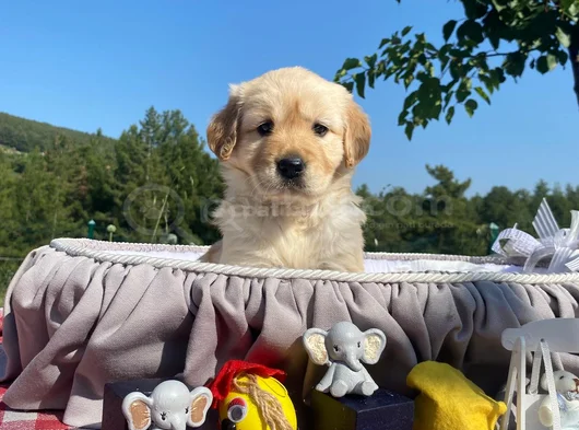 Baby Face Safkan Golden Retriever Yavrularımız görsel