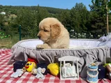 Baby Face Safkan Golden Retriever Yavrularımız