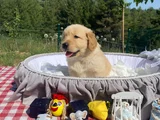 Baby Face Safkan Golden Retriever Yavrularımız