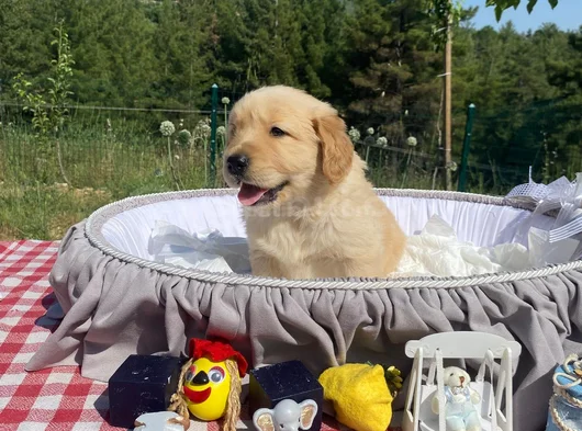 Baby Face Safkan Golden Retriever Yavrularımız görsel
