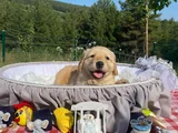 Baby face safkan Golden retriever yavrularımız