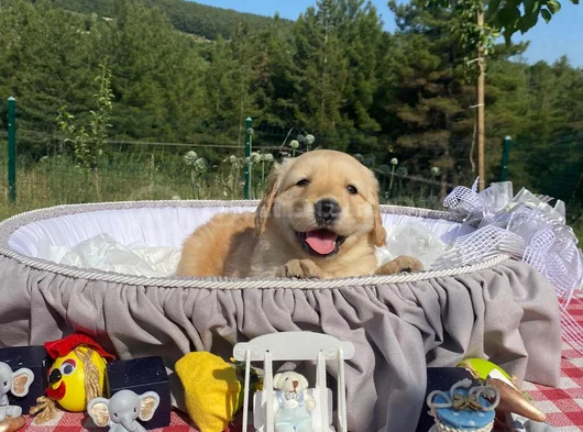 Baby Face Safkan Golden Retriever Yavrularımız