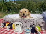 Baby Face Safkan Golden Retriever Yavrularımız