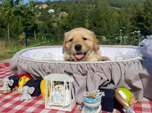 Baby Face Safkan Golden Retriever Yavrularımız görsel
