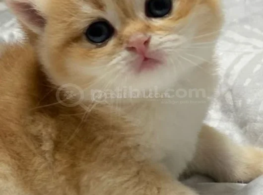 A Kalite Bri̇ti̇sh Shorthai̇r Golden  Yavrular görsel