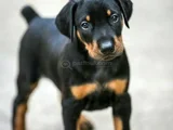 Muhteşem King Doberman Yavrularımız A Kalite