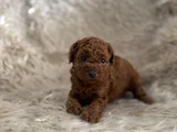 2 Aylik Kore Poodle Bebekler