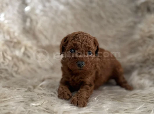 2 Aylik Kore Poodle Bebekler görsel