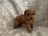 2 Aylik Kore Poodle Bebekler