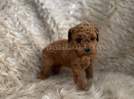 2 Aylik Kore Poodle Bebekler görsel