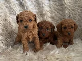 2 aylik Kore poodle bebekler