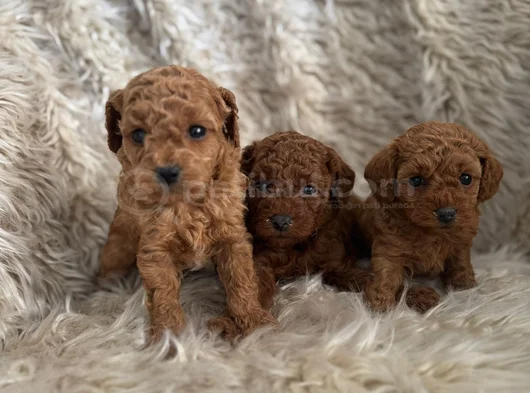 2 Aylik Kore Poodle Bebekler