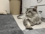 Erkek mainecoon 2 yaşında secereli