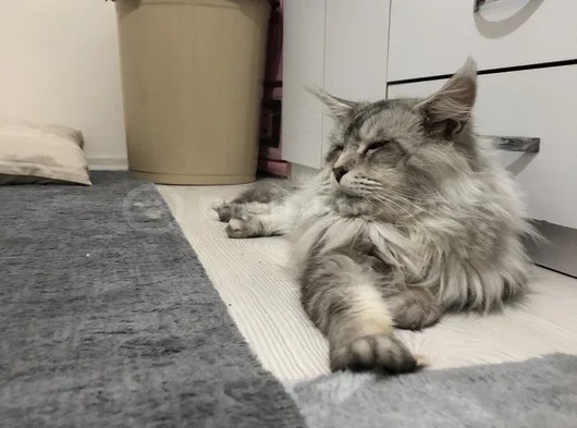 Erkek Mainecoon 2 Yaşında Secereli
