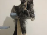 3 Yaşında Dişi Mainecoon