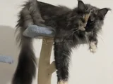 3 Yaşında Dişi Mainecoon