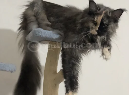 3 Yaşında Dişi Mainecoon görsel