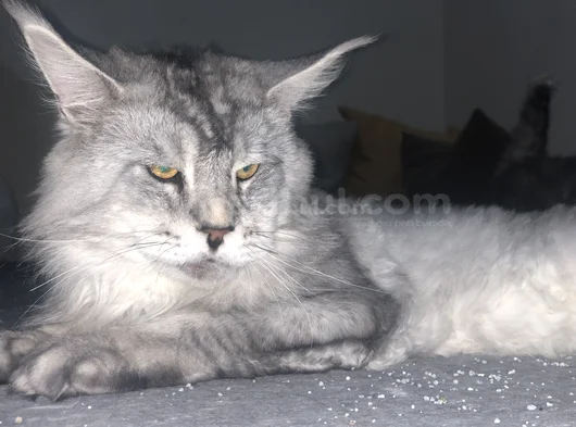 Erkek Mainecoon 2 Yaşında Secereli görsel