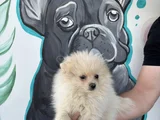 Erkek Pomeranian Yavrumuz Irk Ve Sağlık Garantili