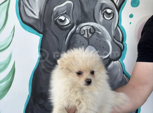 Erkek Pomeranian Yavrumuz Irk Ve Sağlık Garantili görsel