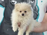 Erkek Pomeranian Yavrumuz Irk Ve Sağlık Garantili