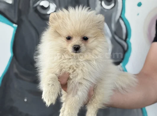 Erkek Pomeranian Yavrumuz Irk Ve Sağlık Garantili görsel