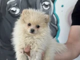 Erkek Pomeranian Yavrumuz Irk ve Sağlık Garantili