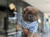 Yüksek Kali̇te Chow Chow Yavru